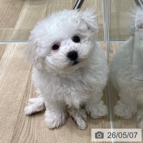 宮城県のビションフリーゼ (ペットプラス 名取店/2026年3月1日生まれ/女の子/ホワイト)の子犬の3枚目の画像