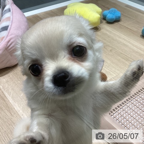 チワワの写真