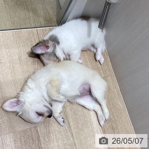 チワワの写真
