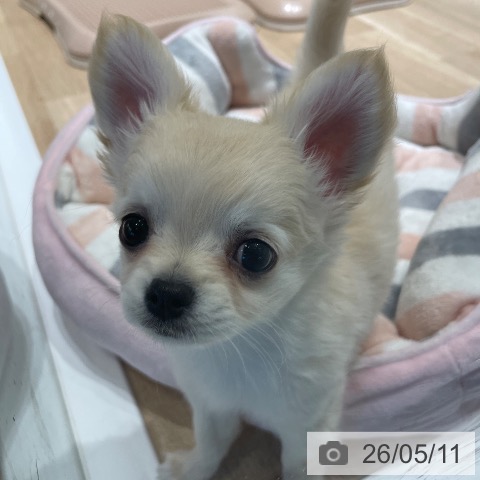 チワワの写真