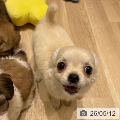 チワワの写真