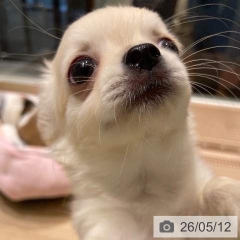 チワワの写真