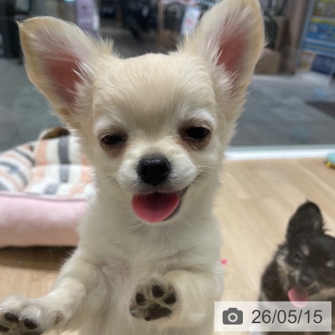 チワワの写真