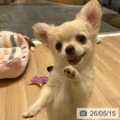 チワワの写真