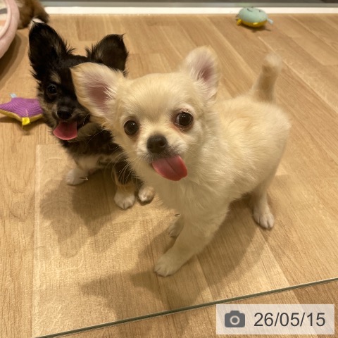 チワワの写真