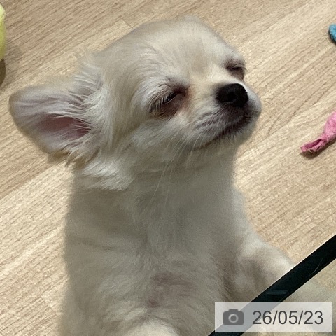 チワワの写真
