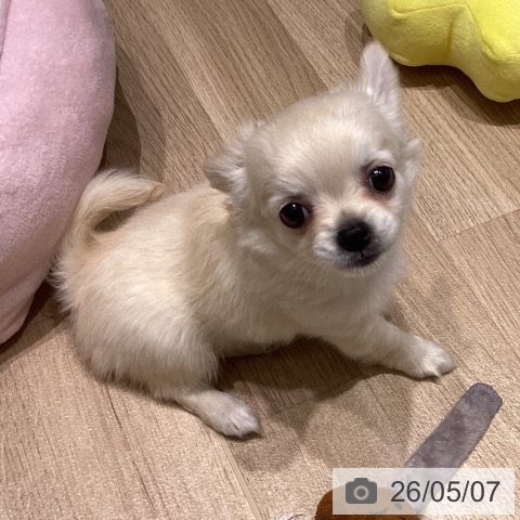 長野県のチワワ(ロング) (ペットプラス 須坂店/2026年3月1日生まれ/女の子/クリーム)の子犬の4枚目の画像