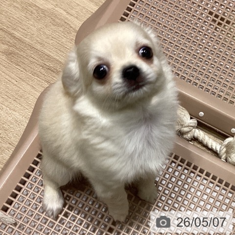 長野県のチワワ(ロング) (ペットプラス 須坂店/2026年3月1日生まれ/女の子/クリーム)の子犬の3枚目の画像