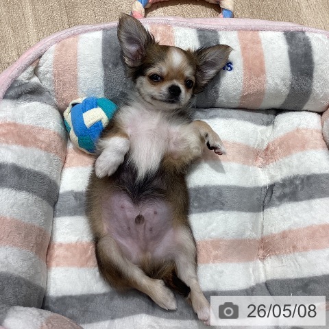 チワワの写真