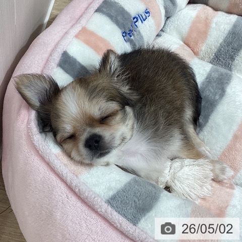 埼玉県のチワワ(ロング) (ペットプラス ピオニウォーク東松山店/2026年2月20日生まれ/男の子/レッドホワイト)の子犬の3枚目の画像