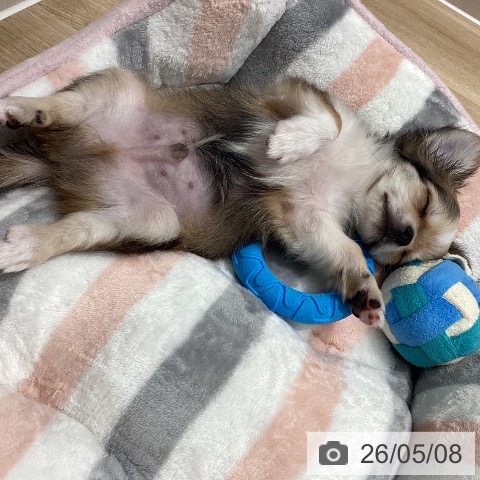 チワワの写真