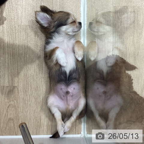 チワワの写真