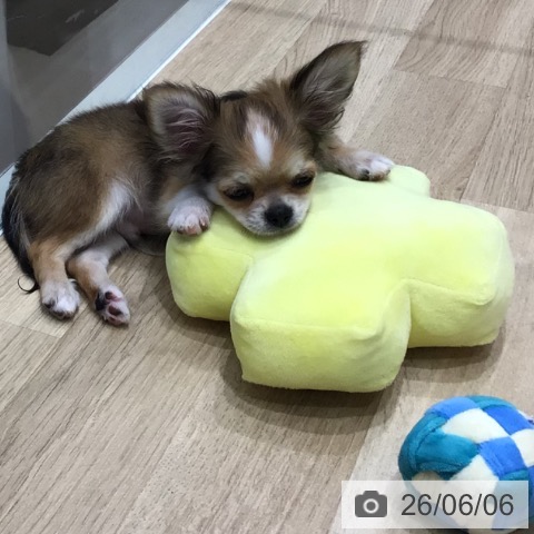 チワワの写真