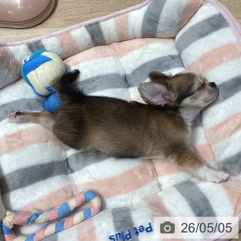 チワワの写真
