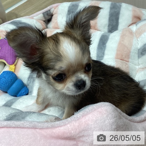 チワワの写真