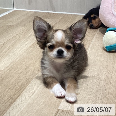 チワワの写真