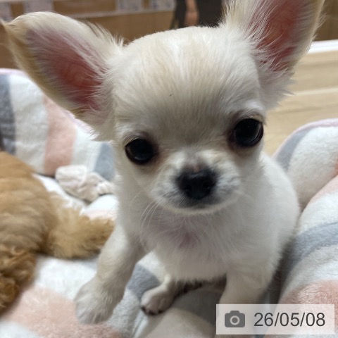 チワワの写真
