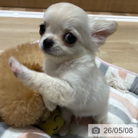 埼玉県のチワワ(ロング) (ペットプラス ららぽーと富士見店/2026年2月20日生まれ/男の子/クリーム)の子犬の4枚目の画像