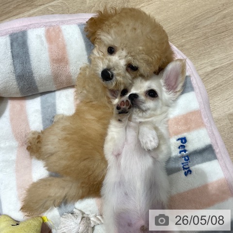埼玉県のチワワ(ロング) (ペットプラス ららぽーと富士見店/2026年2月20日生まれ/男の子/クリーム)の子犬の3枚目の画像