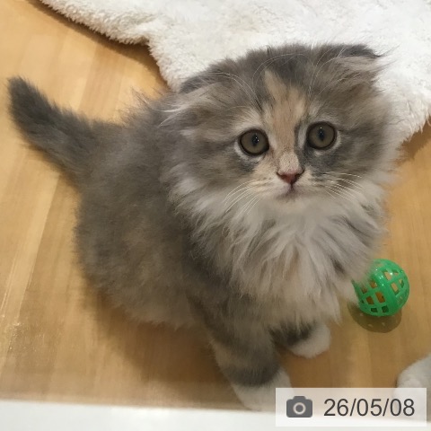 スコティッシュフォールドの写真