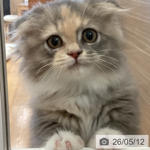 スコティッシュフォールドの写真