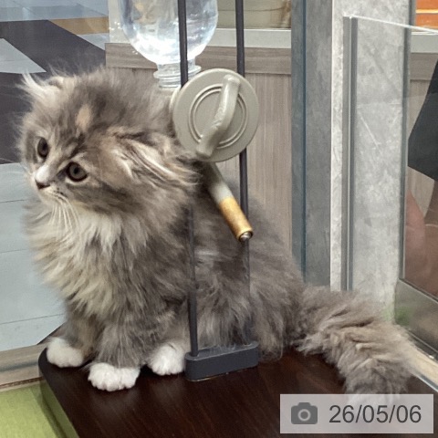 スコティッシュフォールドの写真