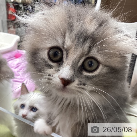 スコティッシュフォールドの写真