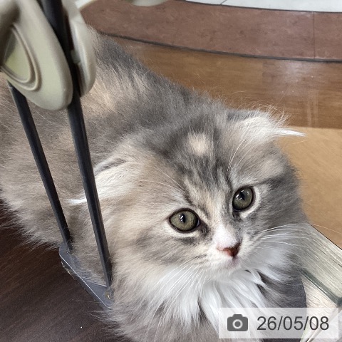 スコティッシュフォールドの写真