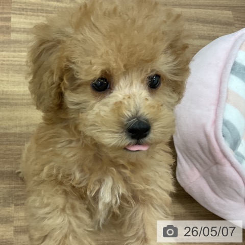 茨城県のトイプードル(トイ) (ペッツワン 古河店/2026年3月2日生まれ/男の子/クリーム)の子犬の4枚目の画像