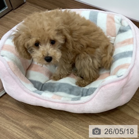 茨城県のトイプードル(トイ) (ペッツワン 古河店/2026年3月2日生まれ/男の子/クリーム)の子犬の4枚目の画像