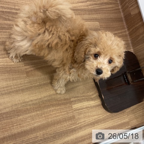 茨城県のトイプードル(トイ) (ペッツワン 古河店/2026年3月2日生まれ/男の子/クリーム)の子犬の3枚目の画像
