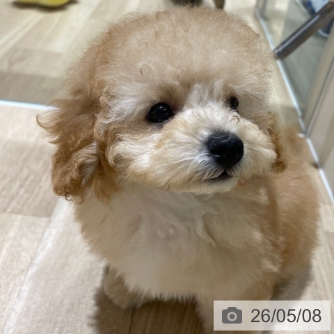 埼玉県のトイプードル(トイ) (ペットプラス ららぽーと富士見店/2026年3月2日生まれ/男の子/ペールフォーン)の子犬の4枚目の画像