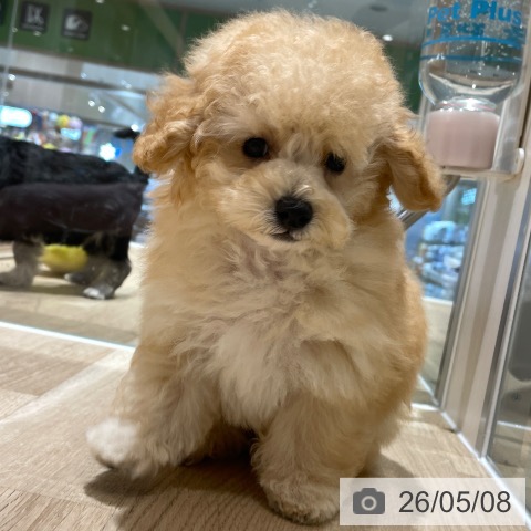 埼玉県のトイプードル(トイ) (ペットプラス ららぽーと富士見店/2026年3月2日生まれ/男の子/ペールフォーン)の子犬の3枚目の画像