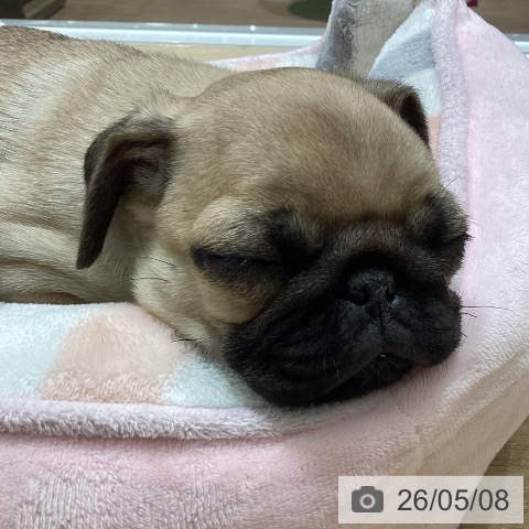 宮城県のパグ (ペットプラス 名取店/2026年3月2日生まれ/女の子/フォーン)の子犬の3枚目の画像