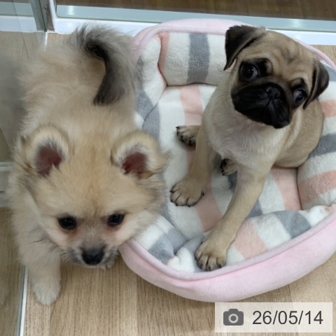 福島県のパグ (ペットプラス 福島店/2026年3月2日生まれ/女の子/フォーン)の子犬の3枚目の画像