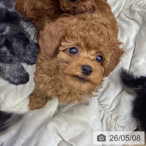 山梨県のトイプードル(トイ) (ペットプラス 甲府昭和店/2026年3月2日生まれ/男の子/レッド)の子犬の4枚目の画像