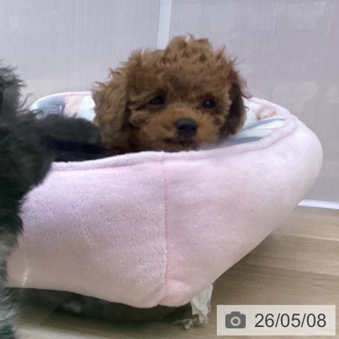 山梨県のトイプードル(トイ) (ペットプラス 甲府昭和店/2026年3月2日生まれ/男の子/レッド)の子犬の3枚目の画像