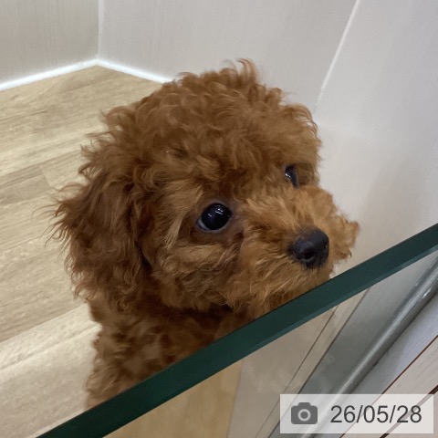 山梨県のトイプードル(トイ) (ペットプラス 甲府昭和店/2026年3月2日生まれ/男の子/レッド)の子犬の3枚目の画像