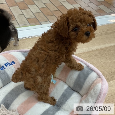 群馬県のトイプードル(トイ) (ペットプラス 前橋店/2026年3月2日生まれ/女の子/レッド)の子犬の3枚目の画像