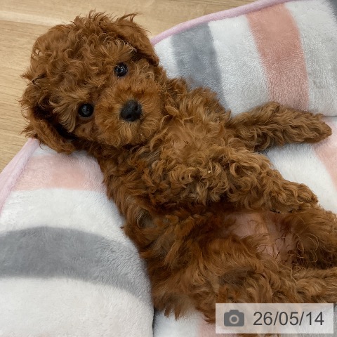 群馬県のトイプードル(トイ) (ペットプラス 前橋店/2026年3月2日生まれ/女の子/レッド)の子犬の3枚目の画像