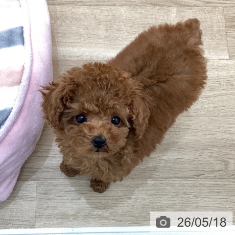 群馬県のトイプードル(トイ) (ペットプラス 前橋店/2026年3月2日生まれ/女の子/レッド)の子犬の3枚目の画像