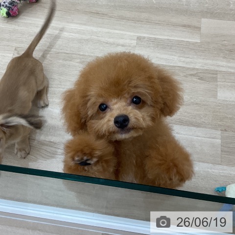 群馬県のトイプードル(トイ) (ペットプラス 前橋店/2026年3月2日生まれ/男の子/レッド)の子犬の4枚目の画像