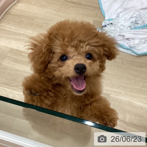 群馬県のトイプードル(トイ) (ペットプラス 前橋店/2026年3月2日生まれ/男の子/レッド)の子犬の4枚目の画像