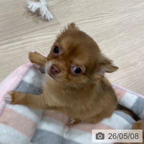 チワワの写真
