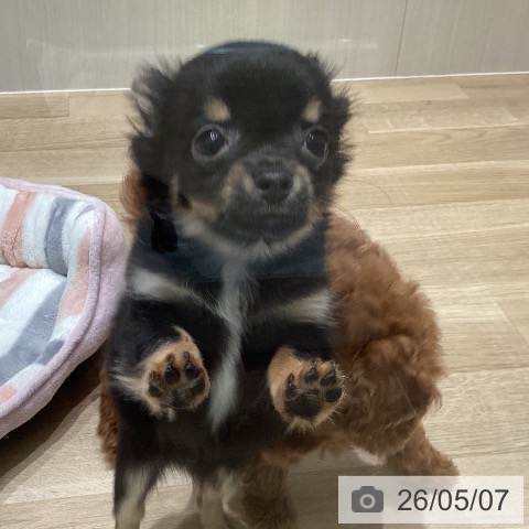 チワワの写真