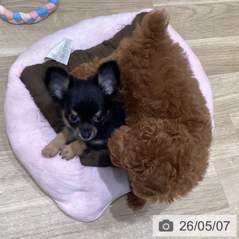 チワワの写真