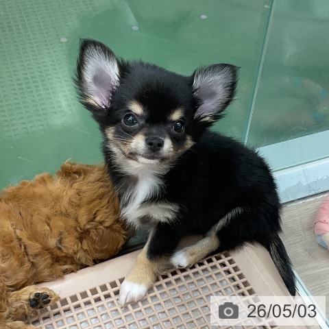 埼玉県のチワワ(ロング) (ペットプラス 上尾店/2026年3月1日生まれ/男の子/ブラックタンホワイト)の子犬の4枚目の画像