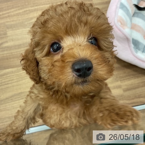 茨城県のトイプードル(トイ) (ペッツワン 古河店/2026年3月3日生まれ/男の子/レッド)の子犬の4枚目の画像