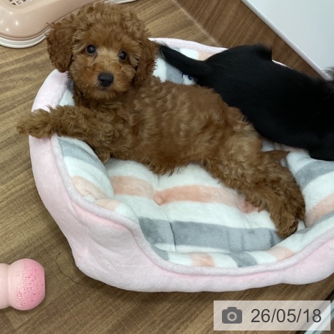 茨城県のトイプードル(トイ) (ペッツワン 古河店/2026年3月3日生まれ/男の子/レッド)の子犬の3枚目の画像
