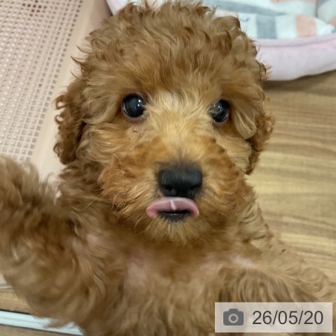 茨城県のトイプードル(トイ) (ペッツワン 古河店/2026年3月3日生まれ/男の子/レッド)の子犬の4枚目の画像